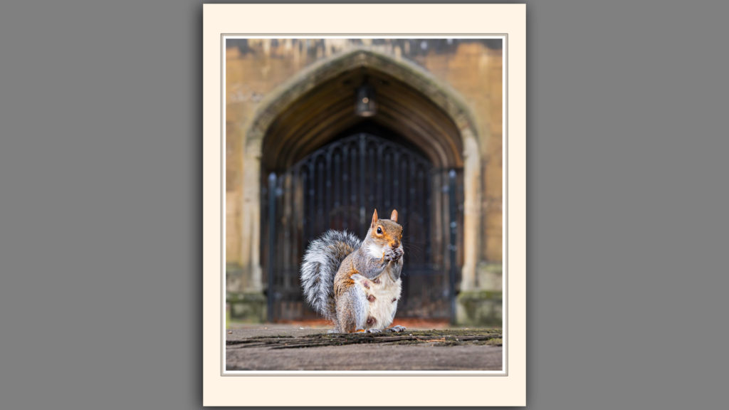 The Church Squirrel